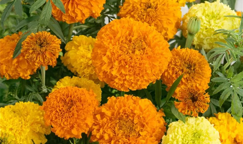 Tagetes erecta 'Spinning Wheels'