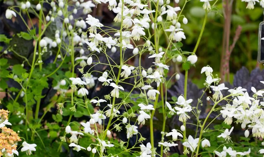 Thalictrum delavayi 'Album'