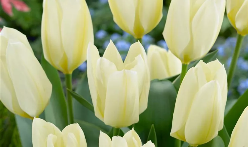 Tulipa fosteriana 'White Emperor'