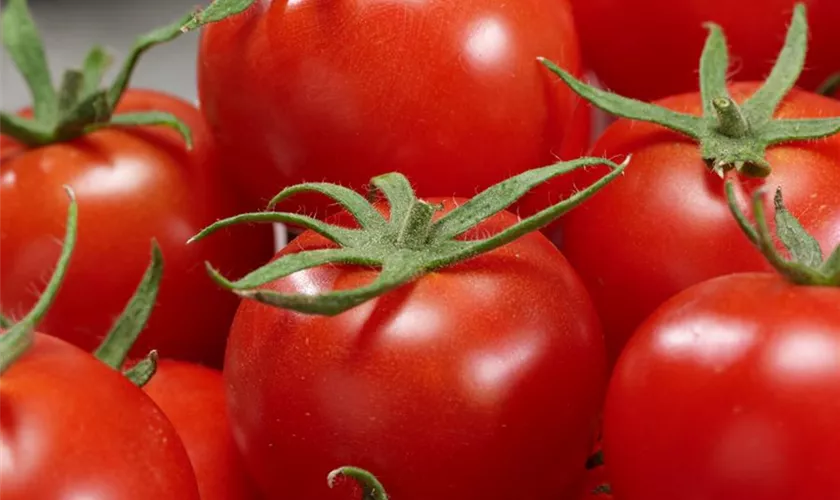 Solanum lycopersicum 'Kremser Perle'