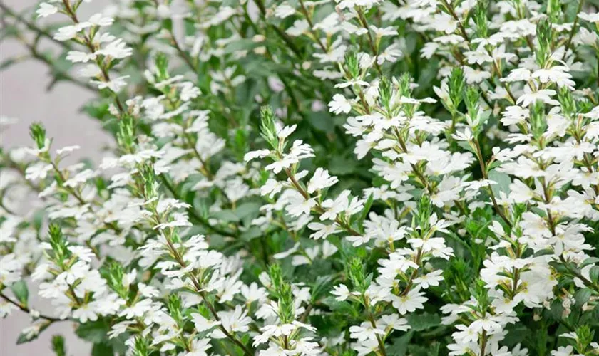 Scaevola saligna 'Crystal Improved'