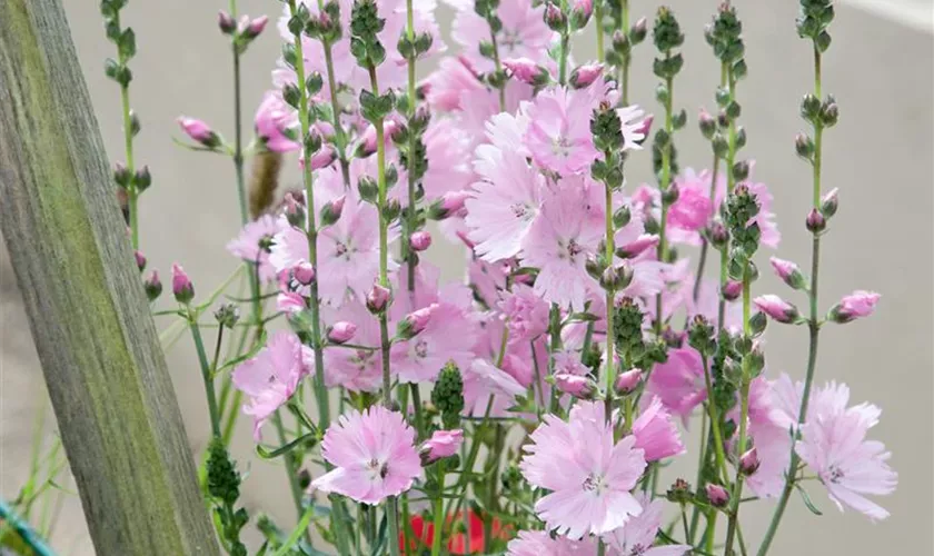 Sidalcea malviflora 'Elsie Heugh'