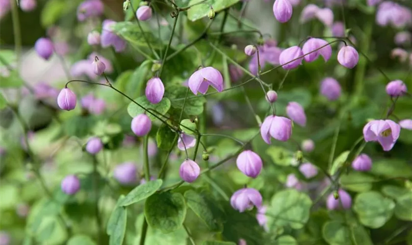 Thalictrum delavayi 'Hewitt´s Double'