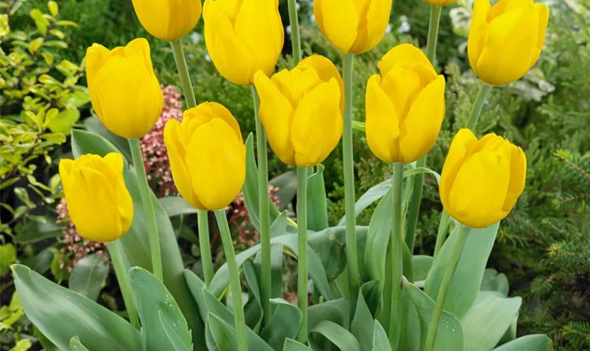 Tulipa fosteriana 'Yellow Emperor'