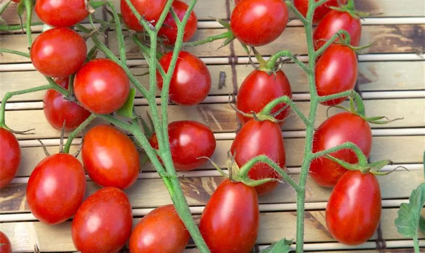 Solanum lycopersicum 'Licobello'