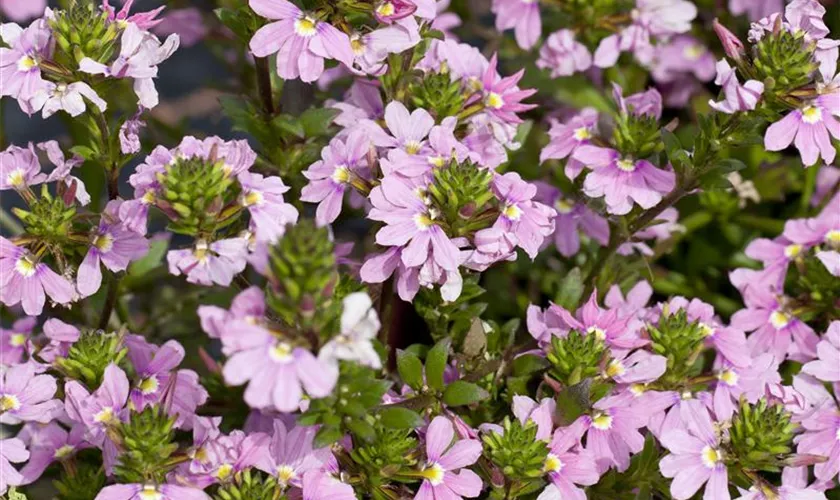 Scaevola saligna 'Pink Charm™'