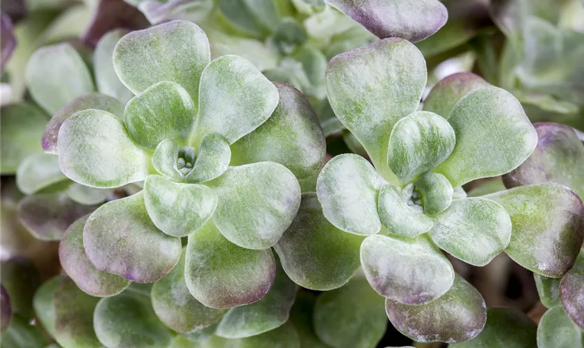 Spatelblättriges Garten-Fettblatt 'Purpureum'