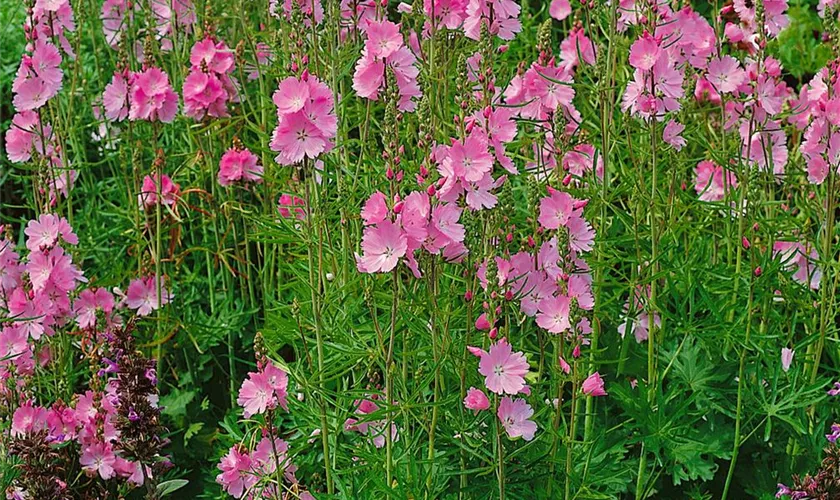 Sidalcea malviflora 'Rosanna'