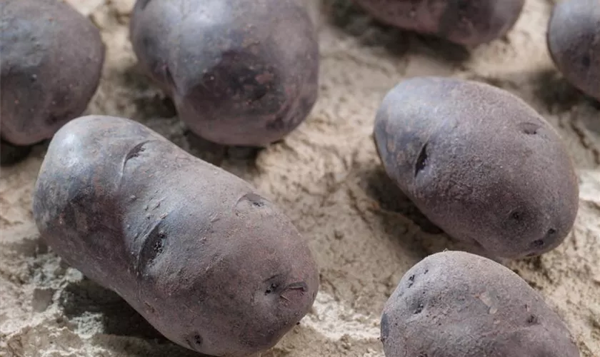 Solanum tuberosum 'Blue Danube'