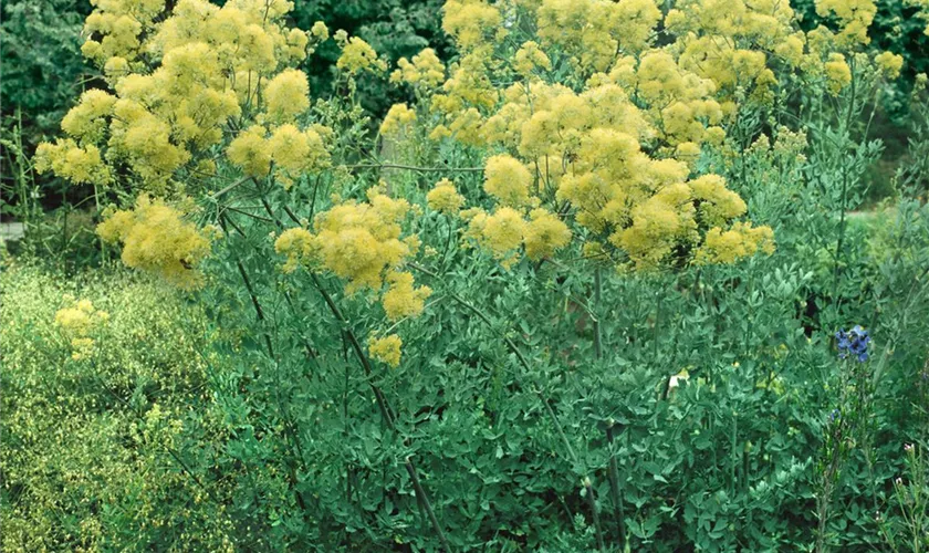 Thalictrum flavum