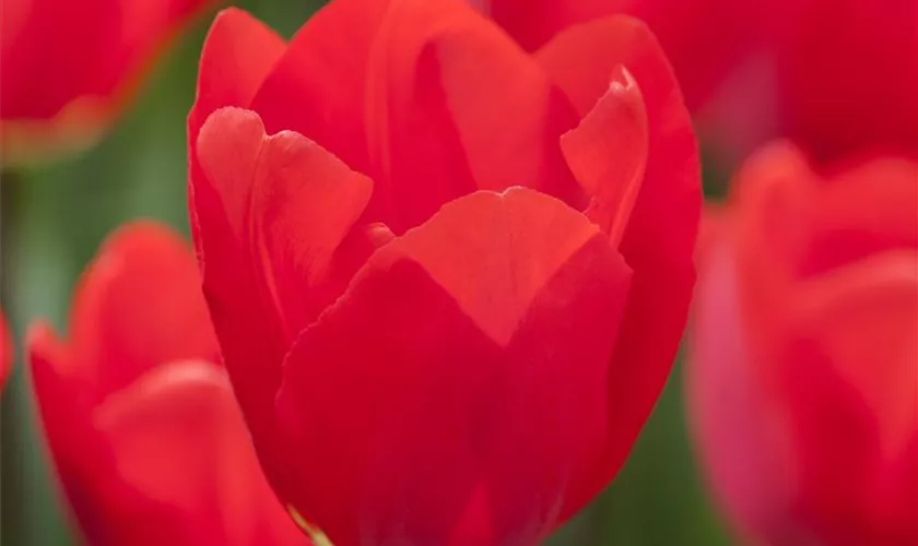 Tulipa 'Fostery King'