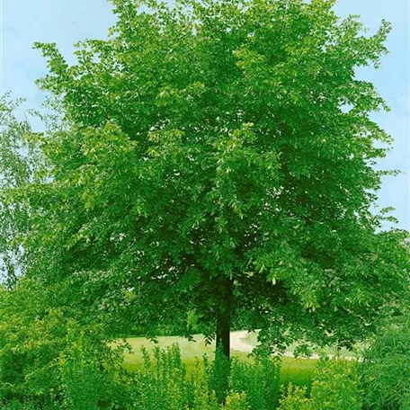 Tilia cordata 'Rancho'