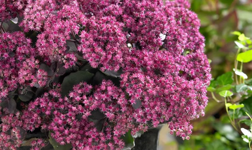 Sedum spectabile 'Amber Red'®