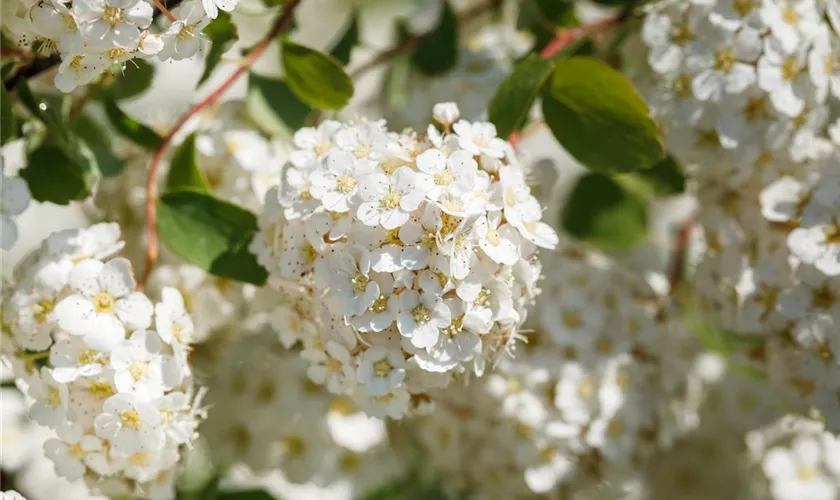 Spiraea betulifolia