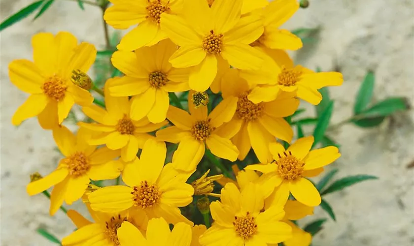 Tagetes lemmonii