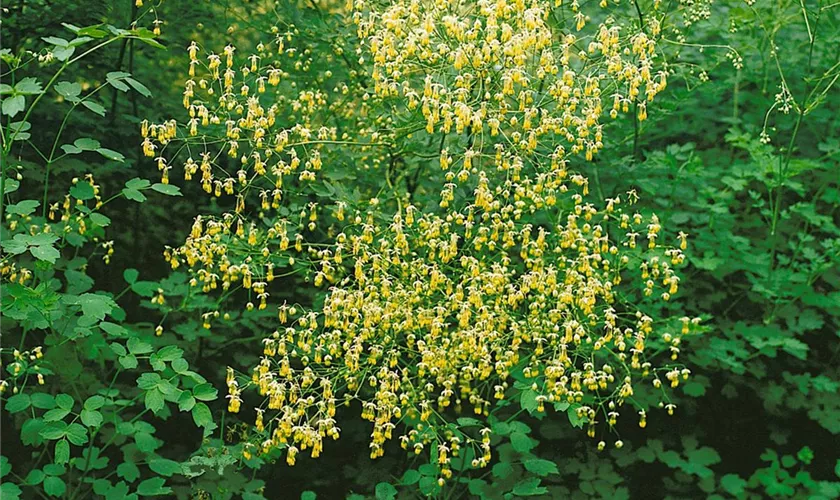 Thalictrum minus 'Adiantifolium'