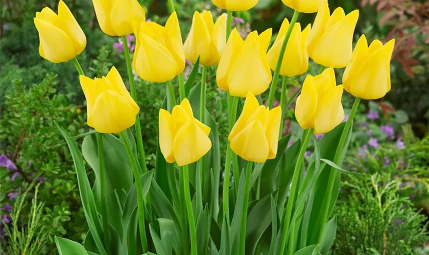 Tulipa 'Friendship'