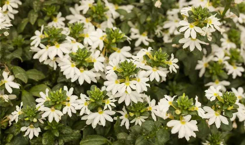 Scaevola 'Scalora'®