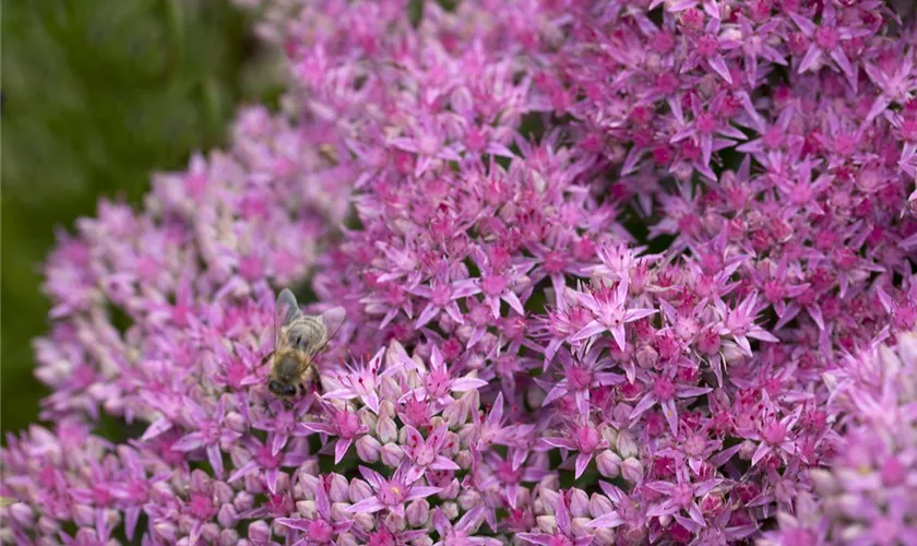 Sedum spectabile 'Carl'