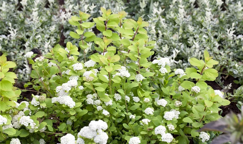 Spiraea betulifolia 'Tor Gold'