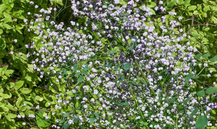 Thalictrum rochebrunianum 'Elin'