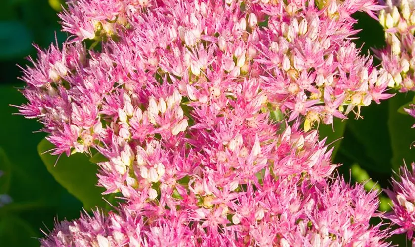 Sedum spectabile 'Carmen'