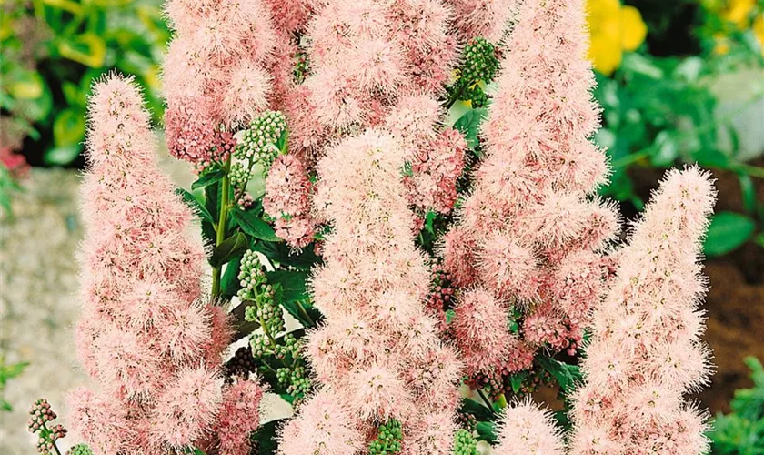 Spiraea billardii