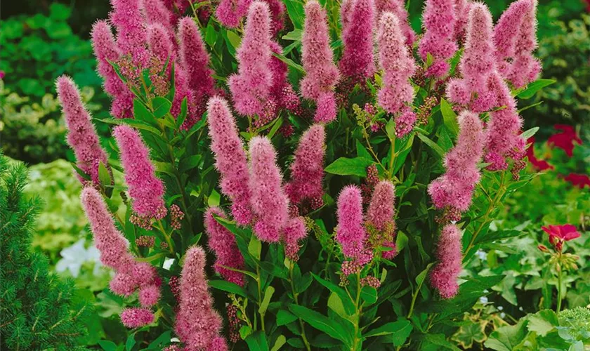 Spiraea billardii 'Triumphans'