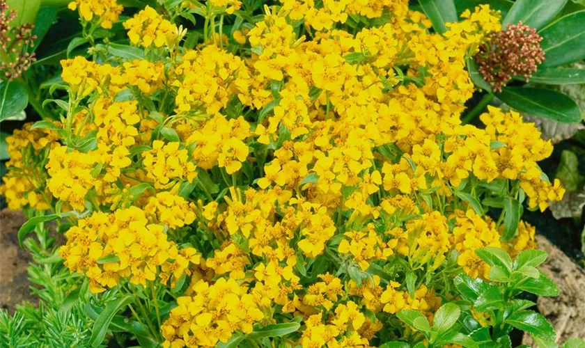 Würz-Tagetes 'Sweet Mace'