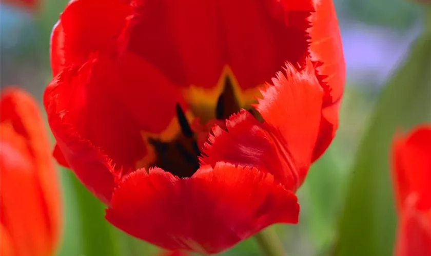 Tulipa 'Fringed Solstice'