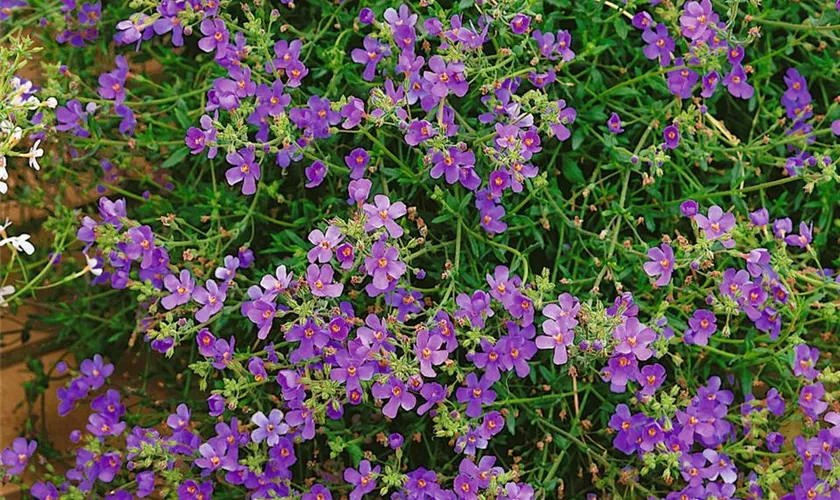 Sutera cordata 'Centurion Indigo'