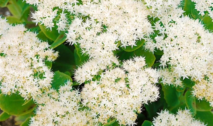 Sedum spectabile 'White Towers'