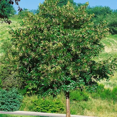 Großblättrige Sommerlinde 'Pannonia'