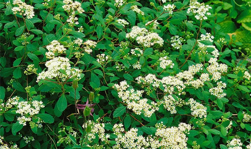 Spiraea decumbens