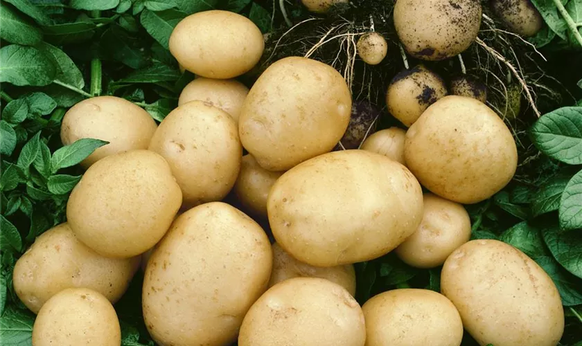 Solanum tuberosum 'Jazzy'