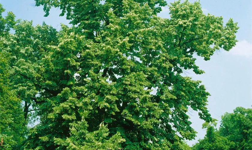 Tilia platyphyllos 'Rubra'