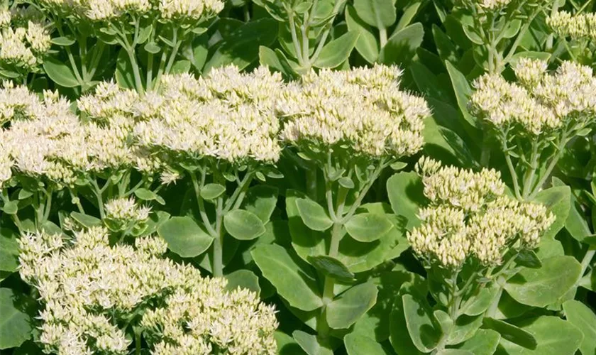 Sedum spectabile 'Stardust'