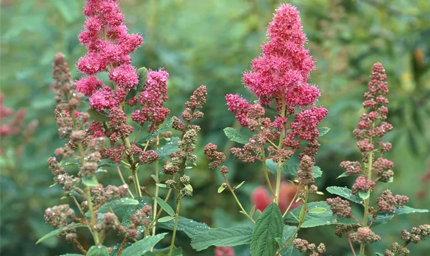 Spiraea douglasii var. menziesii