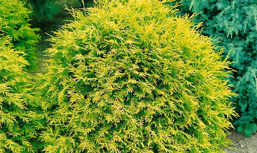 Thuja occidentalis 'Amber Glow'