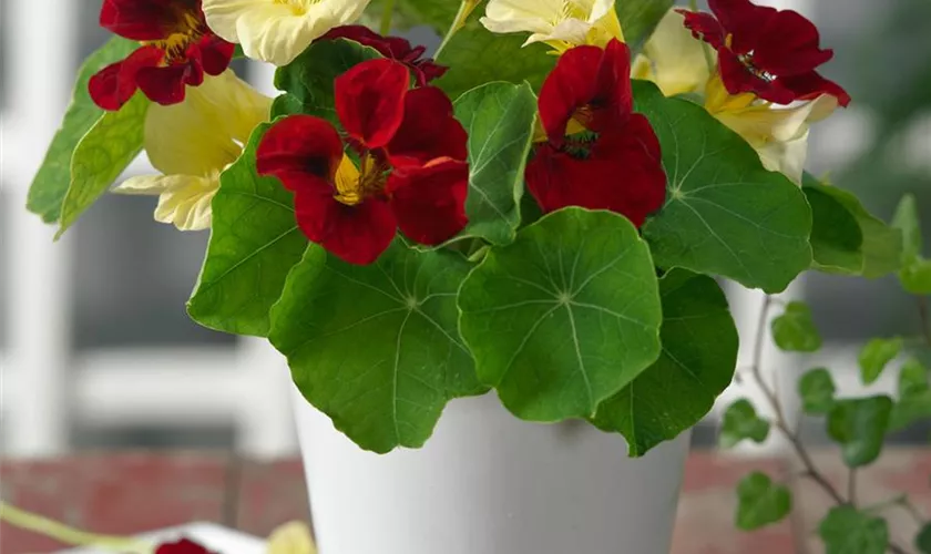 Tropaeolum minus 'Night and Day'