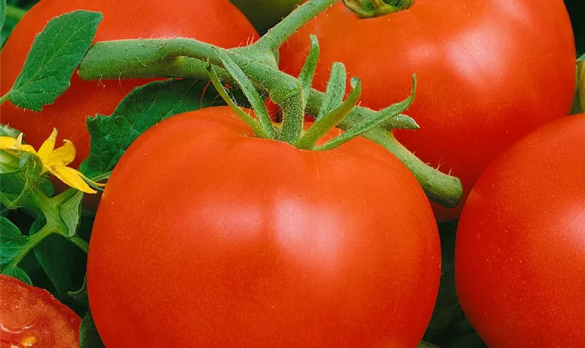 Tomate 'Montfavet'