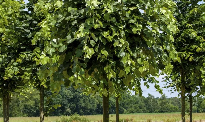 Tilia tomentosa 'Brabant'