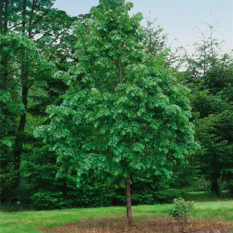 Silberlinde 'Vratislaviensis'