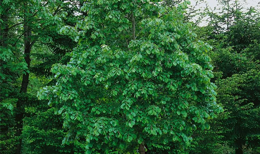 Tilia tomentosa 'Vratislaviensis'