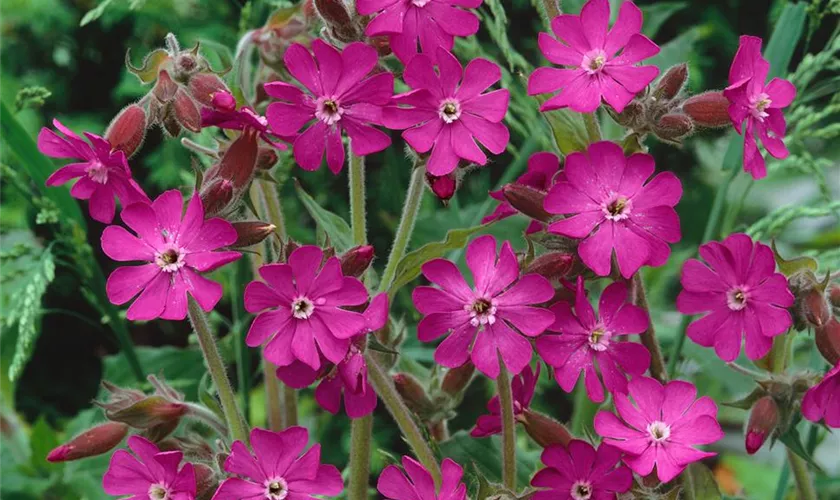 Silene dioica 'Dickkehlchen'