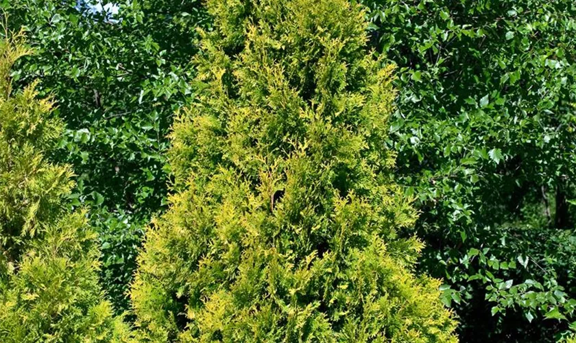 Thuja occidentalis 'Aureospicata'