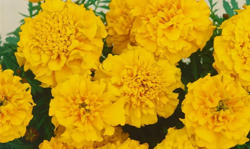 Tagetes patula 'Atlantis Gold'