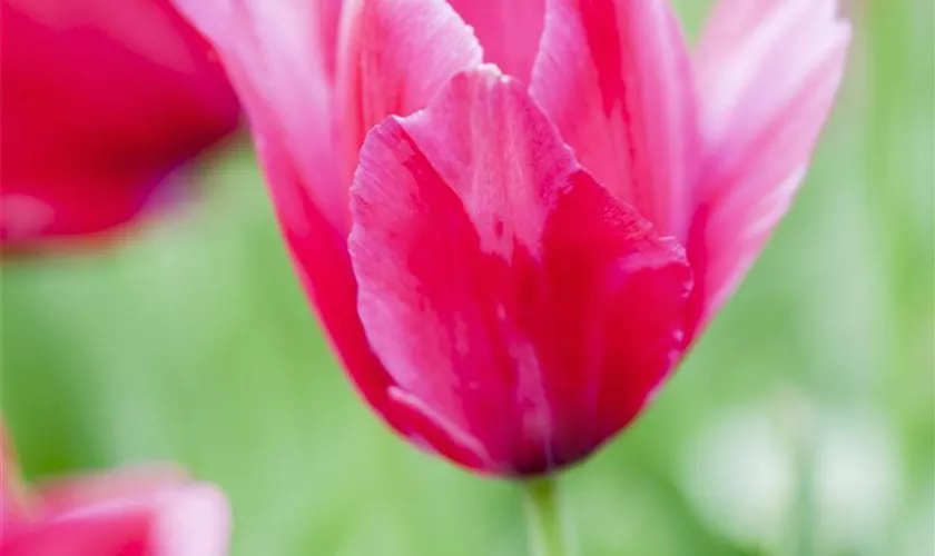 Tulipa gesneriana