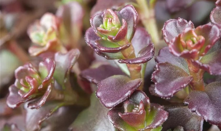 Sedum spurium 'Coccineum'