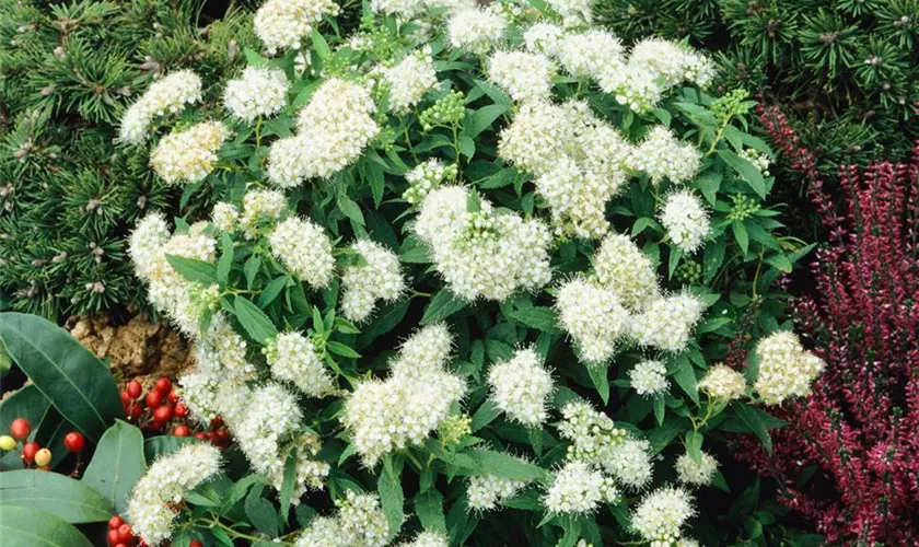 Spiraea japonica 'Albiflora'